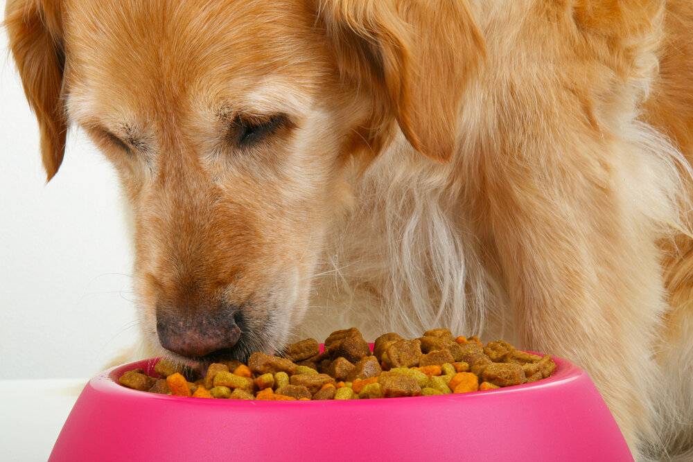 Почему нельзя кормить собаку со стола