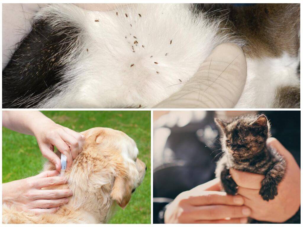 Что делать, если кота укусил иксодовый клещ – как выглядит укус, первые симптомы, чем опасен и как помочь любимцу