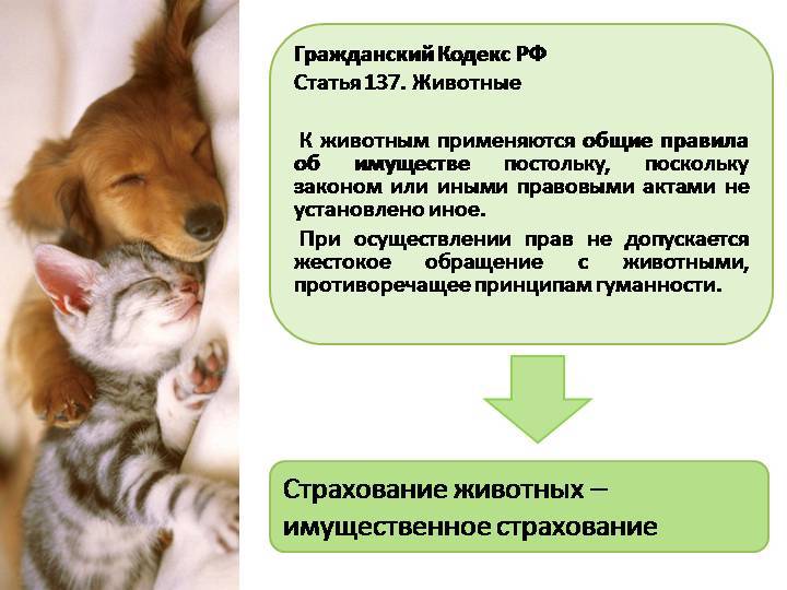 Что делают с бездомными собаками в европе | милосердие.ru