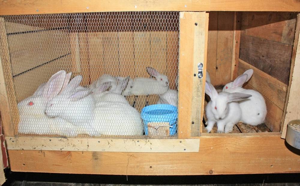 Как начать разведение декоративных  кроликов в домашних условиях с нуля?
