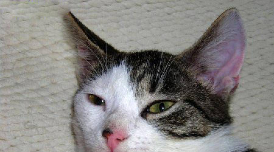 Почему кошки высовывают и показывают язык: когда спят и в других случаях