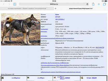 Западно-сибирская лайка собака. описание, особенности, уход и цена породы