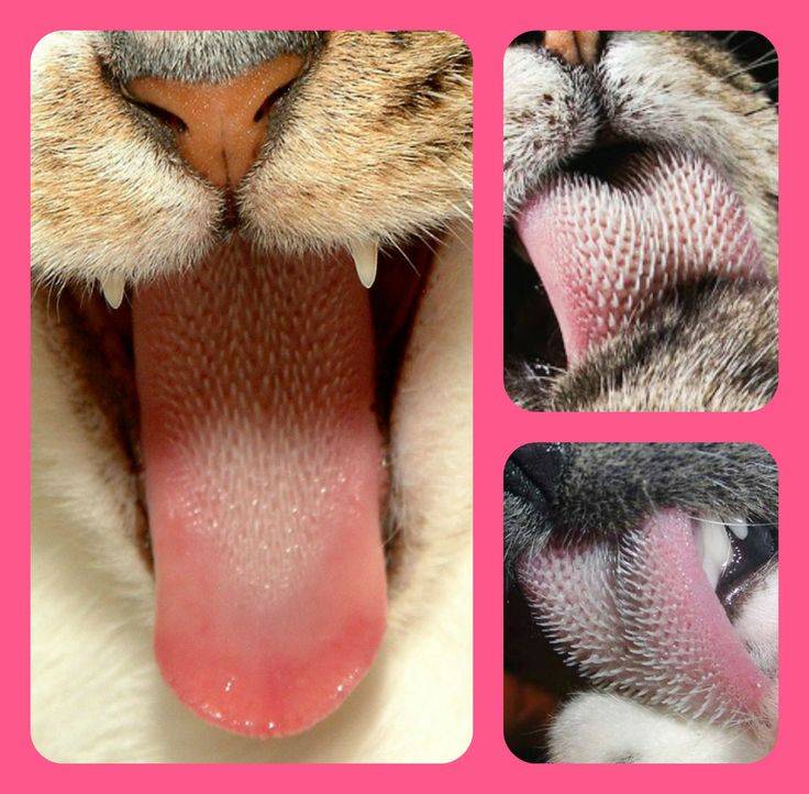 Почему у кошек шершавый язык: строение, особенности, функции