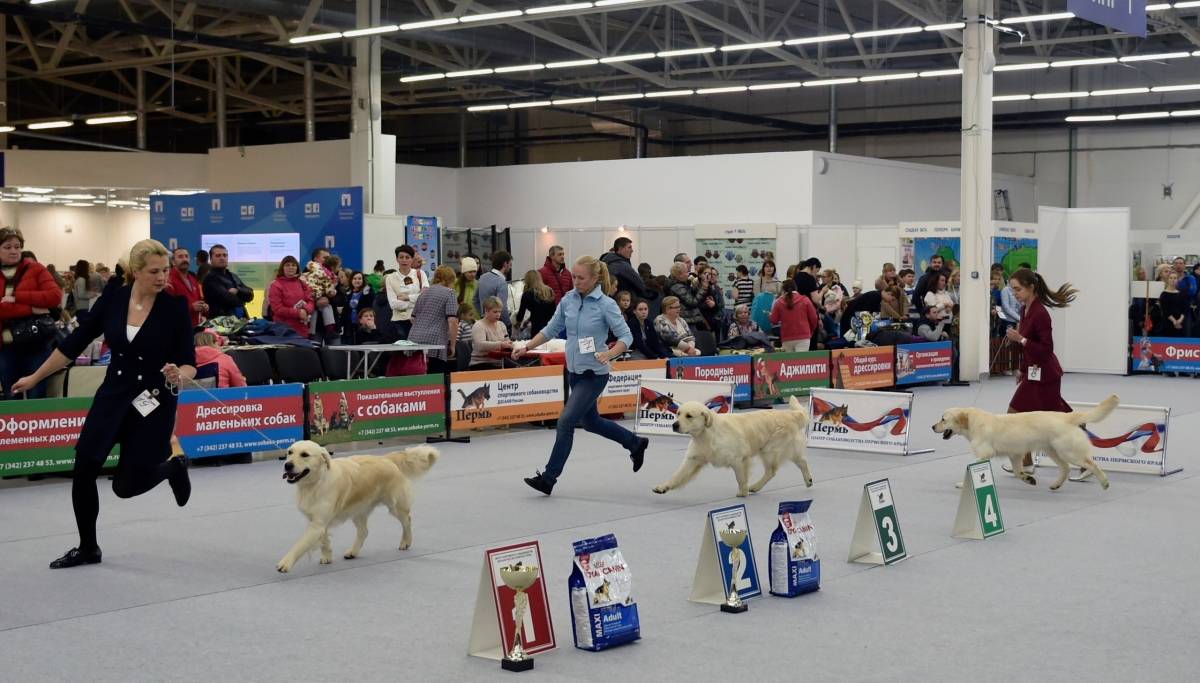 International dog show cacib – fci / интернациональная выставка собак cacib – fci «discovery dog show international 2020» . владивосток