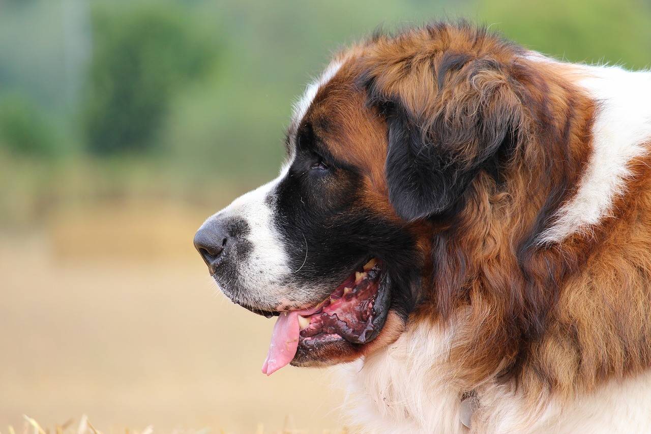 Московская сторожевая собака: все о собаке, фото, описание породы, характер, цена
