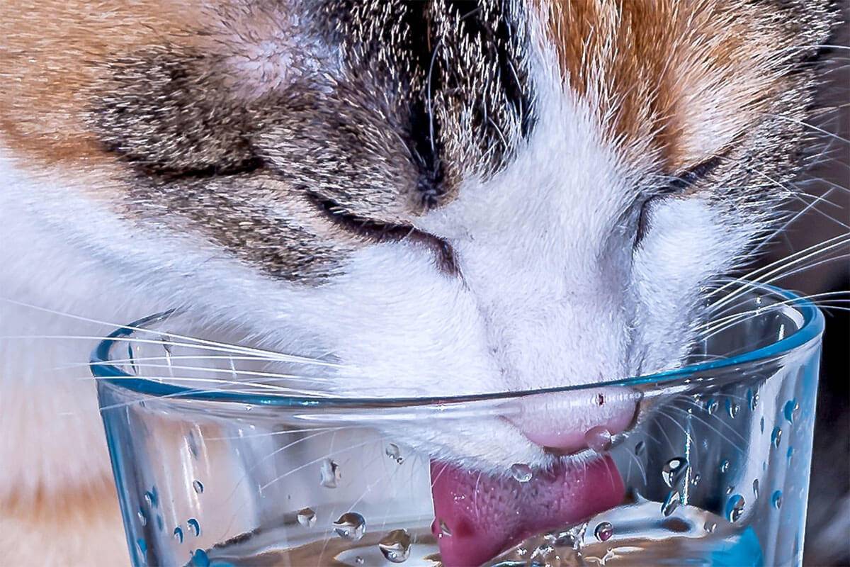 Кошка не пьет воду что делать? 11 наиболее вероятных причин