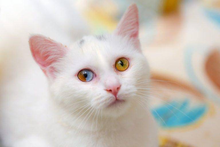 Као-мани – белоснежная кошка с «алмазными» глазами