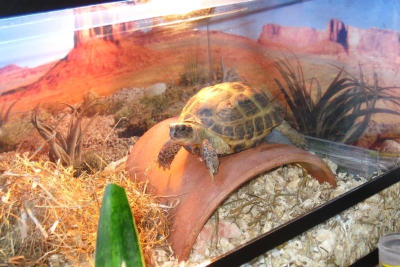 Как ухаживать за сухопутной черепахой в домашних условиях