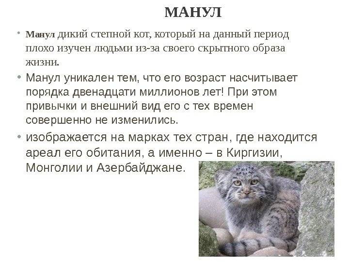 Дикий степной кот: описание внешности, характер, среда обитания и образ жизни, фото