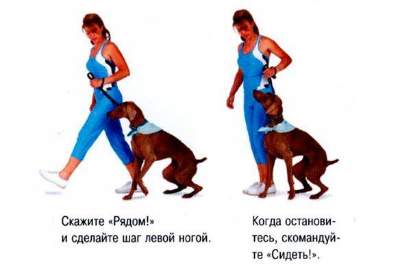 Как отучить собаку тянуть поводок на прогулке – самостоятельно
