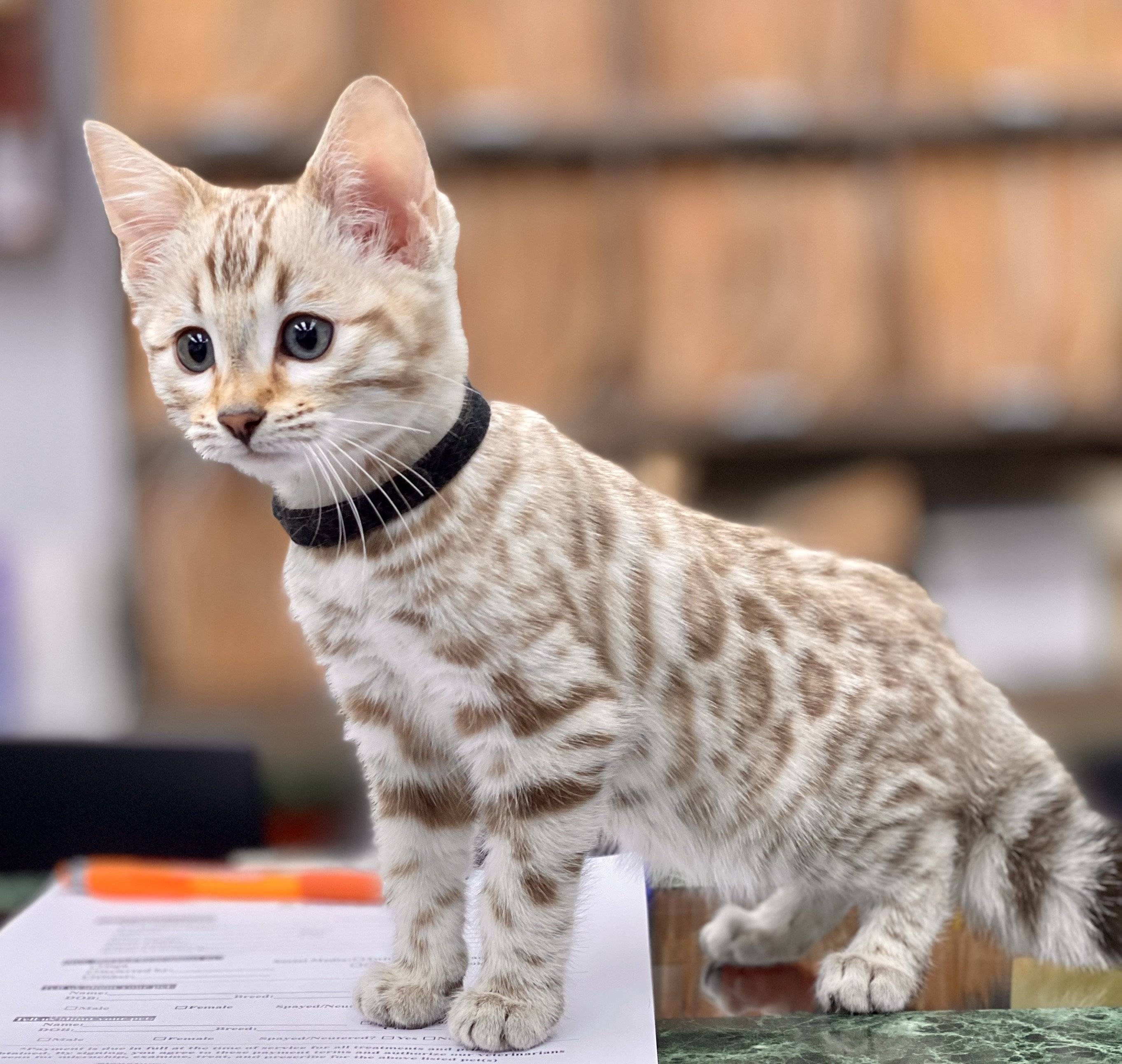Гипоаллергенные кошки: породы, безопасные для астматиков