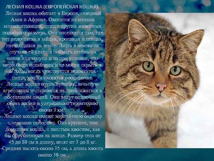 Кельтская кошка. описание, особенности, уход и цена кельтской кошки | животный мир