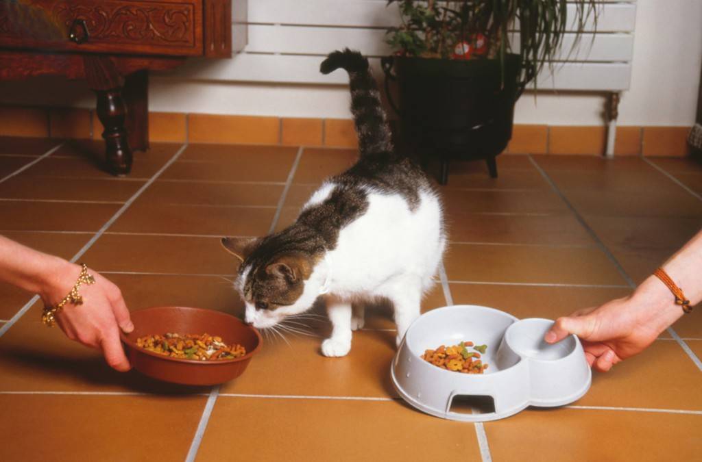 Почему кошек нельзя кормить едой с нашего стола? — обсуждение в группе "мейн-куны" | птичка.ру