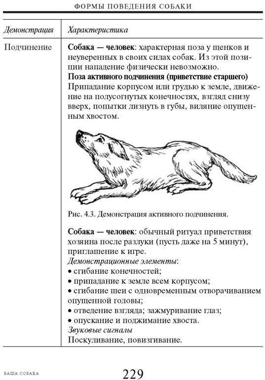 «щенячье поведение» или почему собака писается от радости? - gafki.ru