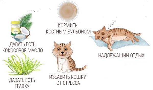 Мочекаменная болезнь у кошек
