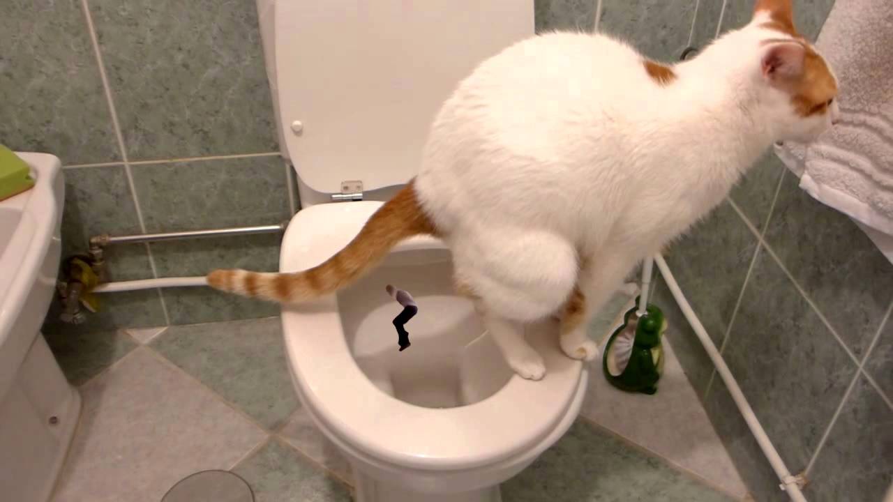 Котенок ездит попой по полу после туалета