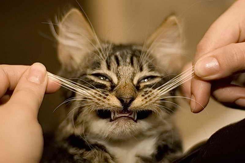 Варианты — что будет, если отрезать кошке усы?