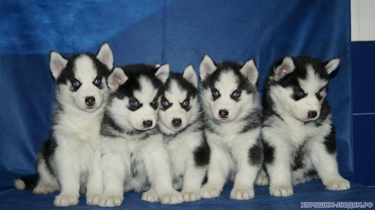 Окрасы собак (36 фото): черно-белые и рыжие, пятнистые коричневые и серые собаки различных пород, цвета мерль и палевый, трехцветные и чепрачные щенки