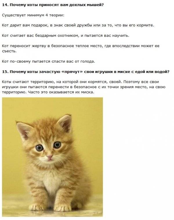 20 любопытных фактов о кошках :: инфониак