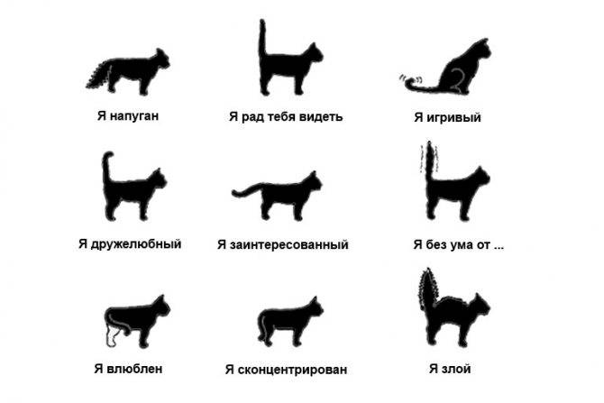 "мяу" - это только для людей: 7 типичных звуков, которые издает кот и их значение