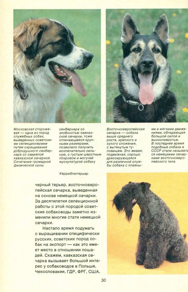 Московская овчарка (сторожевой пес): все о породе