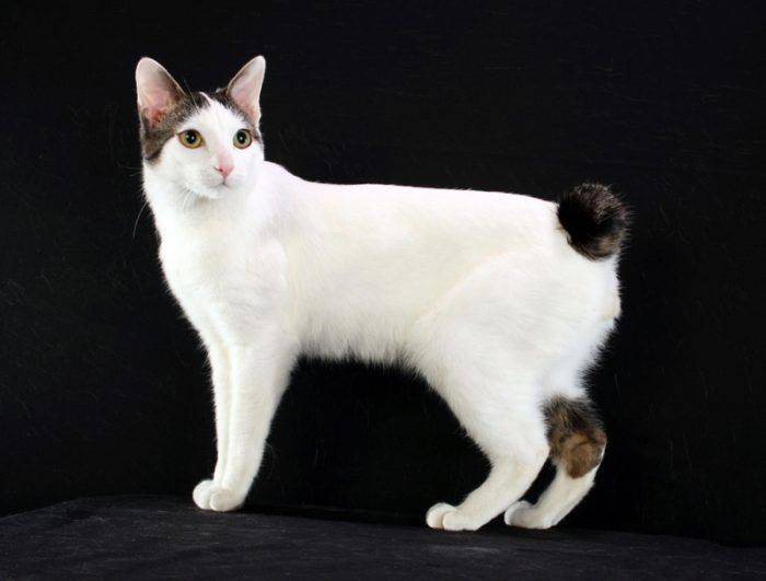 Меконгский бобтейл: описание породы кошек, характер, отзывы, фото
