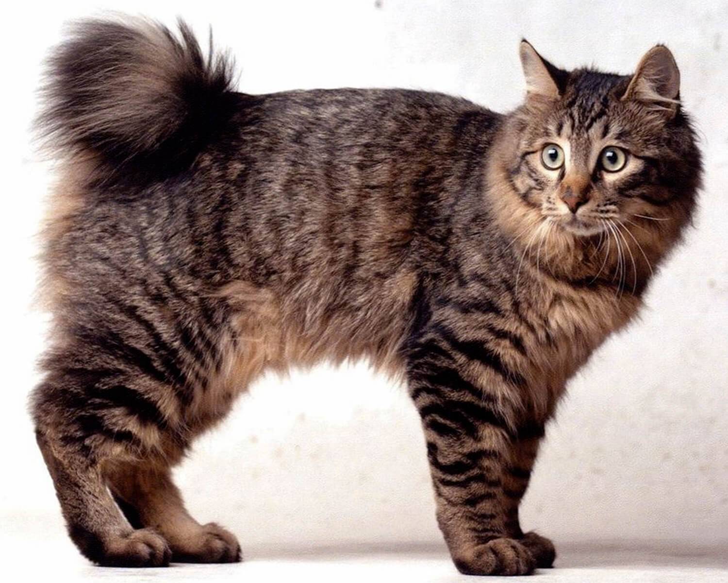 8 пород кошек без хвоста: описание и характеристики, фото