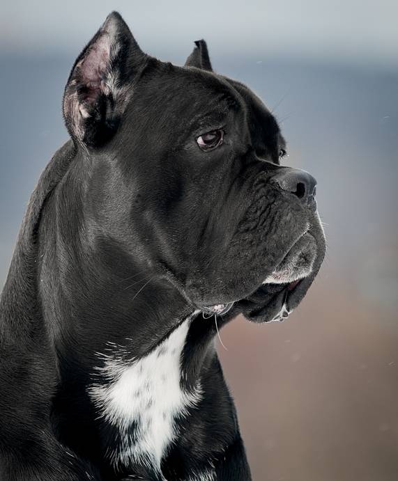 Кане-корсо: описание породы, характеристика, размеры итальянских мастифов, фото собак и щенков, цена + отзывы владельцев