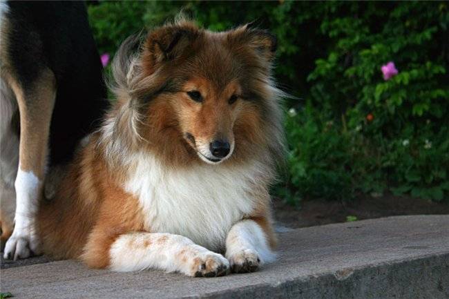Шелти: все о собаке, фото, описание породы, характер, цена