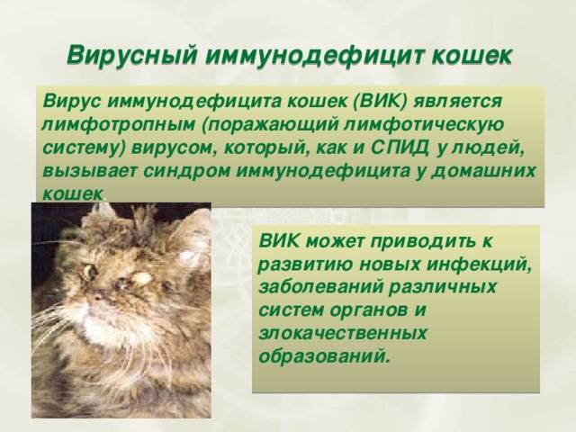 Вирус иммунодефицита кошек (ВИК)