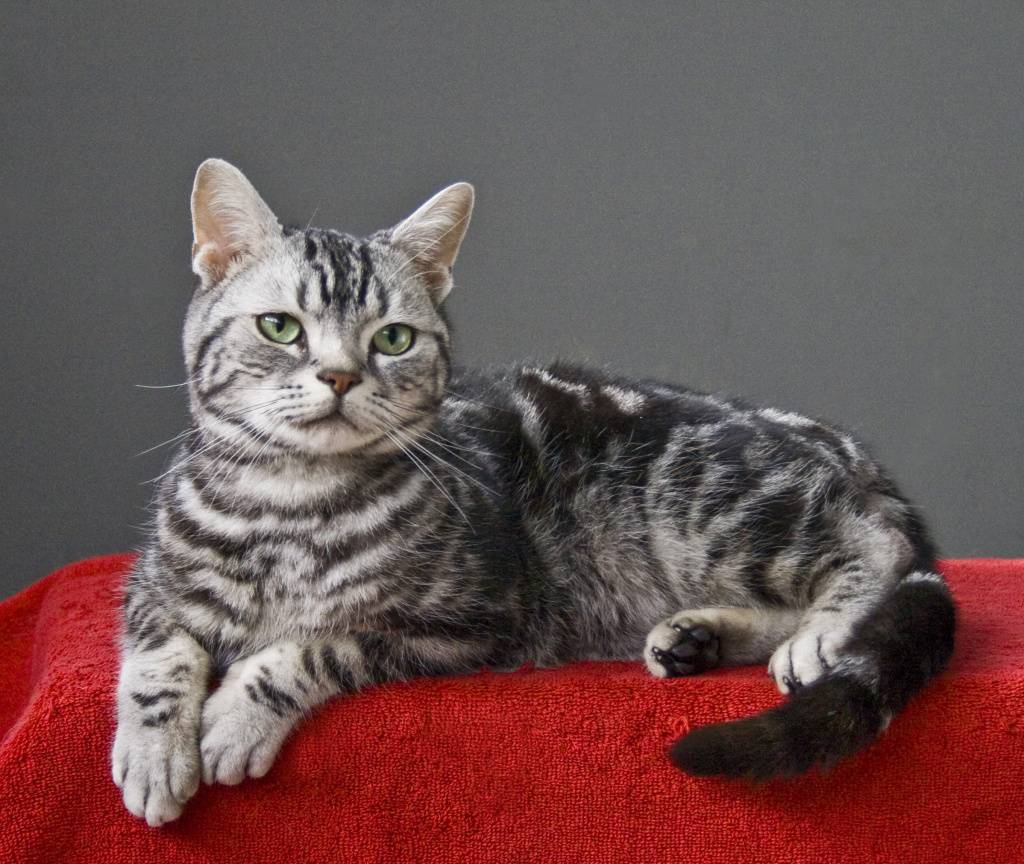 Кошки окраса табби (25 фото): перечень пород котов серебристого, тигрового, лилового и других окрасов, цвет котенка линкс-пойнта