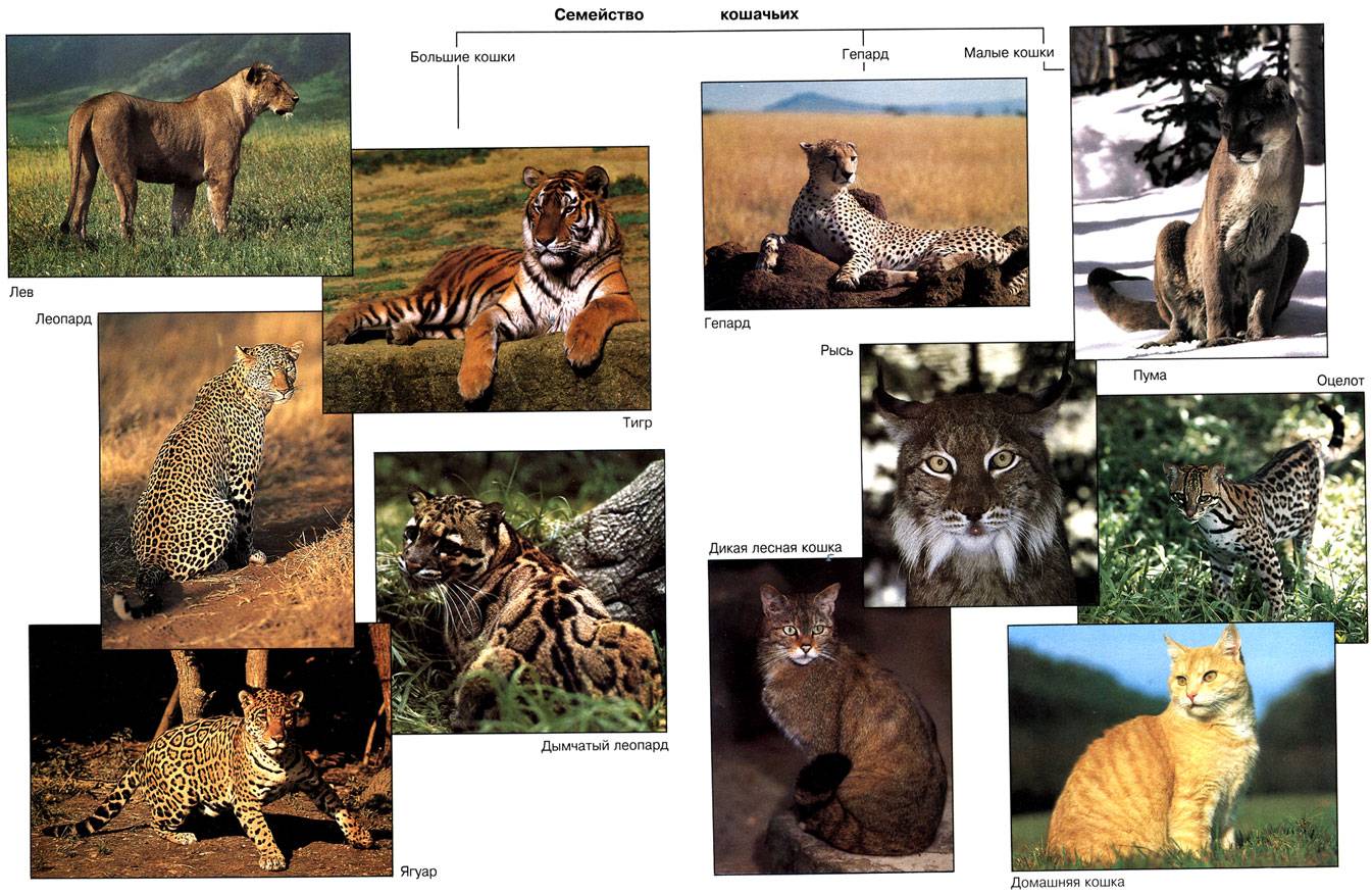 Отряд хищные млекопитающие: классификация, описание, питание, размножение и поведение