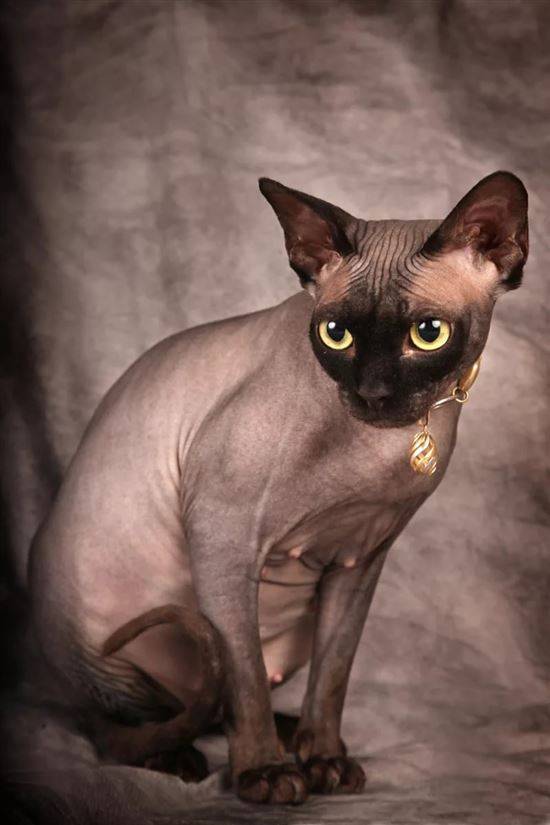 Лысые кошки, породы кошек без шерсти: фото
лысые кошки, породы кошек без шерсти: фото