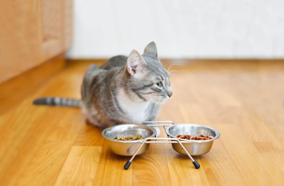 Можно ли кормить кошку сухим и влажным кормом?