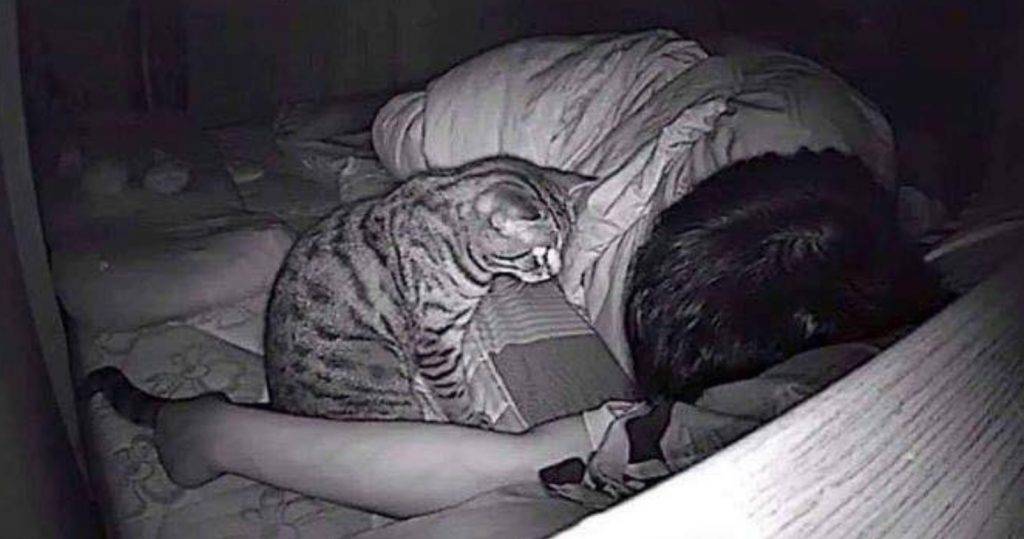 В постели с котом: 	почему питомцу нельзя спать с хозяином