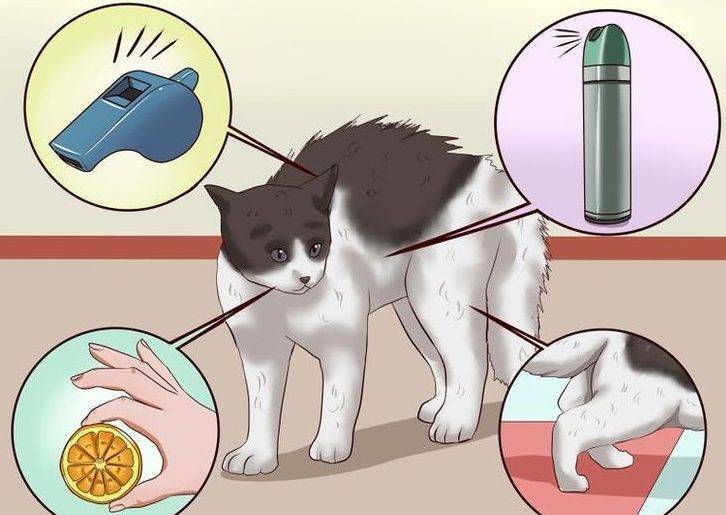 Как отучить кота метить углы в доме