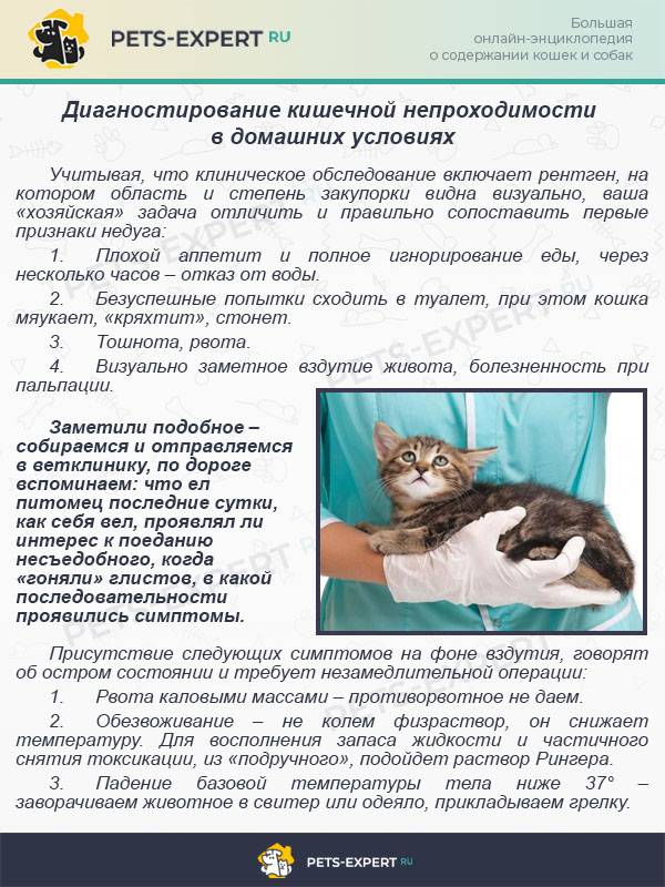 Колит у кошек - симптомы, лечение заболеваний кишечника у кошек в москве. ветеринарная клиника "зоостатус"