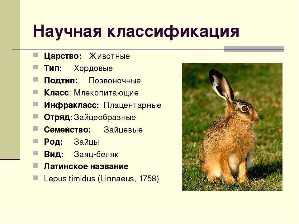 Грызуны: описание, строение, образ жизни, представители отряда