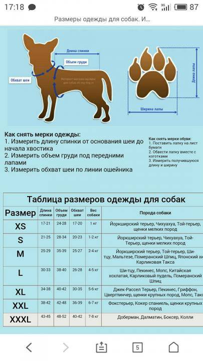 Русский той-терьер: особенности породы, уход, выбор щенка