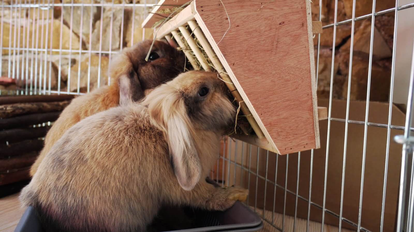 Как правильно содержать кролика в уличной клетке целый год: уход и разведение