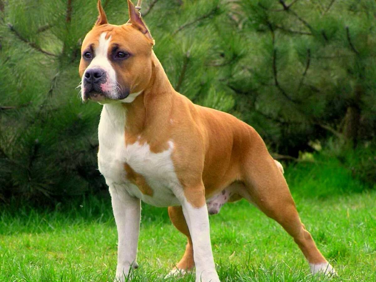 Бойцовские породы собак: список с фото и названиями