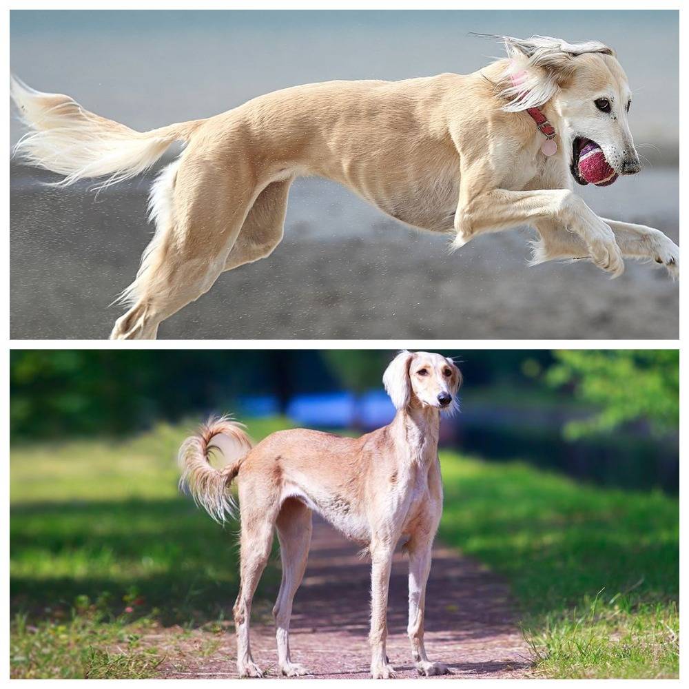 Собака салюки (персидская борзая), фото и видео породы собак персидская борзая (салюки)