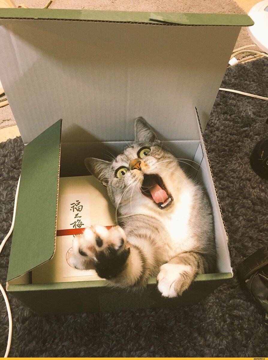 Почему кошки любят коробки и обожают пакеты