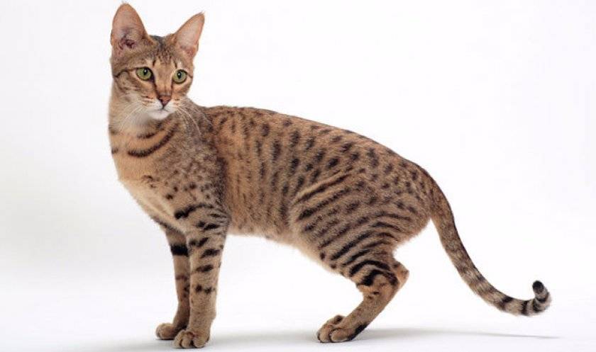 Порода больших кошек: гигантские домашние любимцы - kot-pes