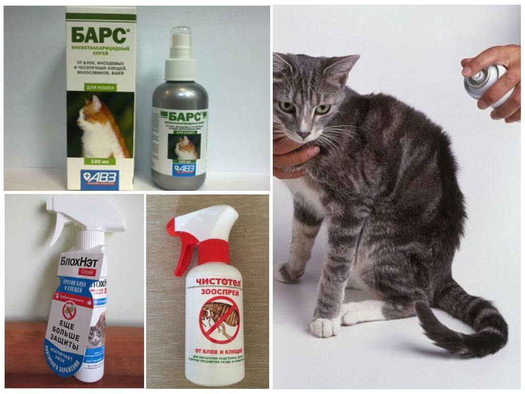 Блохи у кошек: что делать, симптомы, лечение, как избавиться