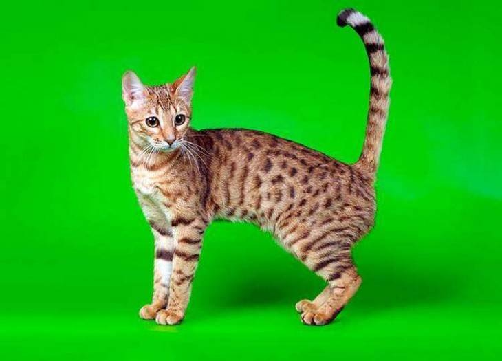 Серенгети (36 фото): описание породы кошек. особенности характера котов. условия содержания котят