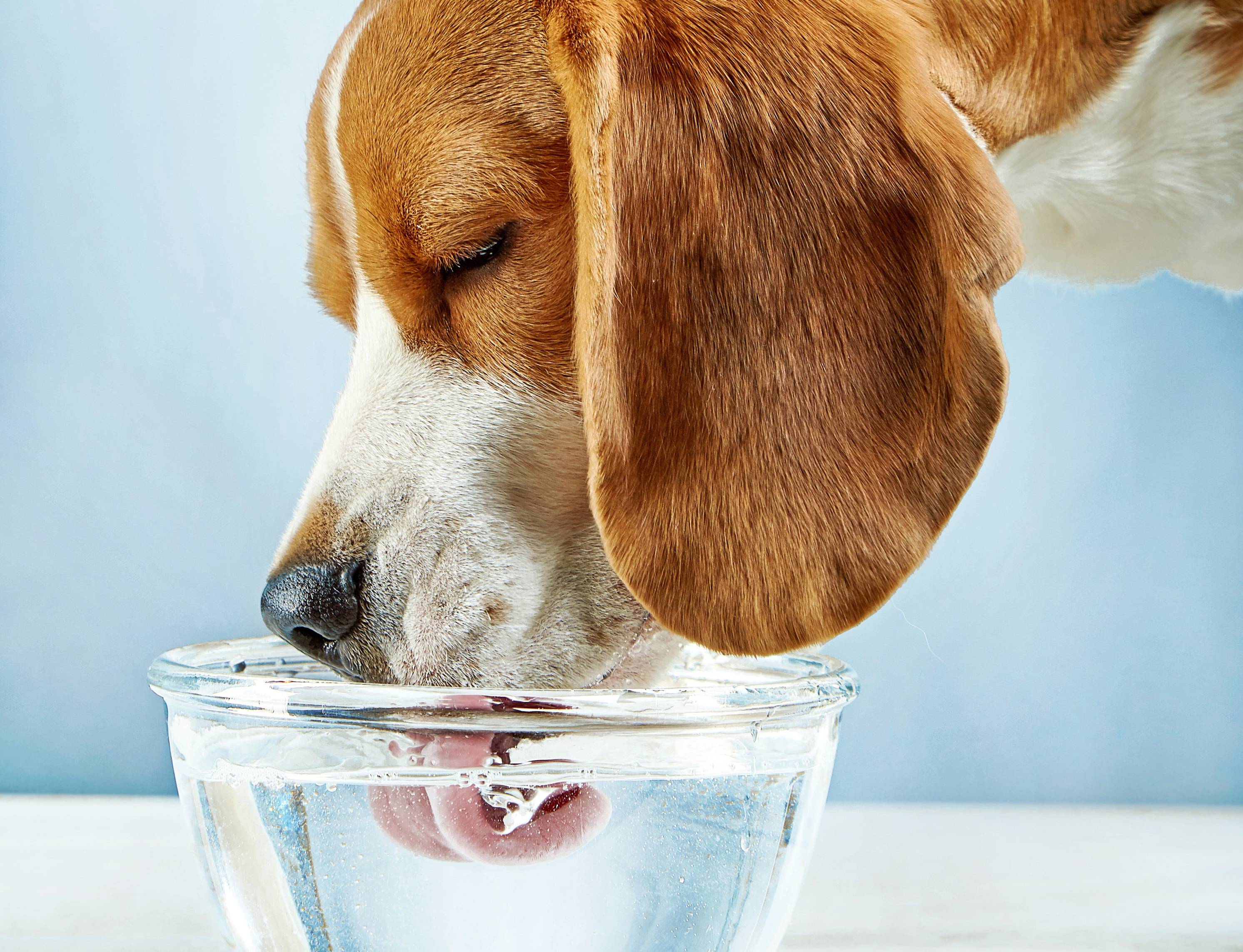 Почему собака пьет много воды: причина, частое дыхание