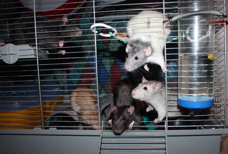 Домашние крысы: уход и содержание