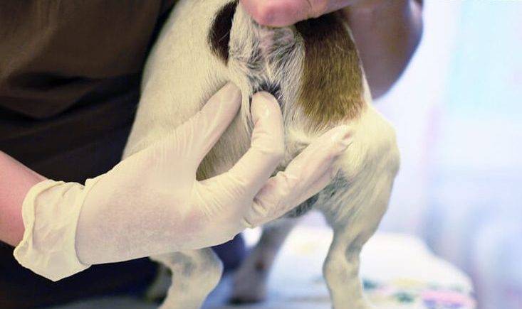 Воспаление перианальных желез - статьи о ветеринарии «свой доктор»