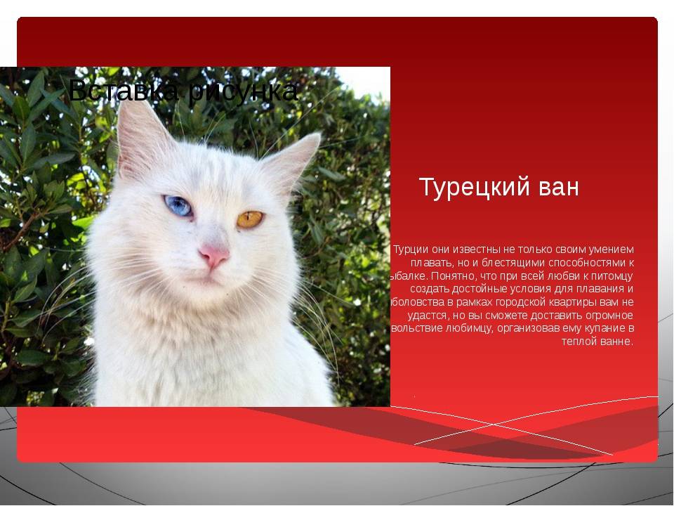 Турецкий ван: фото кошки, описание породы, характер и повадки, отзывы владельцев, выбор ванского котенка